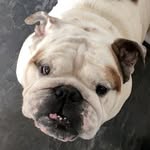 Glenn_ - @glenn_bulldog - Instagram