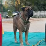 Glenn The Bullmastiff - @glenn_the_bullmastiff - Instagram