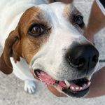 Glenn - @glennthegreat_coonhound - Instagram