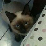 Glenn Faustino - @faustinoglenn - Instagram