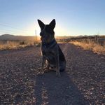Glenn Grimes - @ridgeback_027 - Instagram