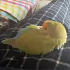 GlennChester - @glenn93w - TikTok