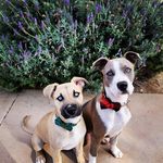 Glenn Jolly - @jolly_doggz - Instagram