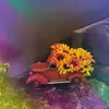 loriglennlangley - @loriglennlangley - TikTok