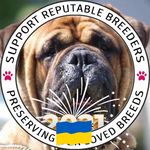 Glenn McLaughlin Majestic Kennels - @majesticbullmastiff - Instagram