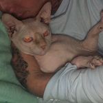 Glenn Osborne - @glenn_the_sphynx - Instagram