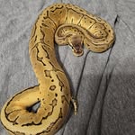 Glenn Parks - @sanctuaryreptiles - Instagram