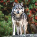Glenn Speake - @speakeglenn - Instagram
