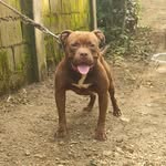 longwoodpitbulls - @glennpedrosa - Instagram