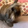 presley 🐰🎀 ⋆｡ﾟ - @presleyglenn - TikTok