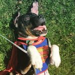 Glenn Cocoa Ryder - @glenn_cocoa_pup - Instagram