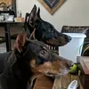 Glenn Scherer - @dobieman - TikTok