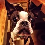Glenn Simmons - @bostonterrier_gracie - Instagram