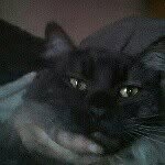sebastian - @glenn.e.s.slaughter - Instagram