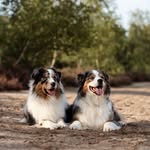 Aussie Lennox (+ Baxter im Herzen 🌈) - @the.pawsome.pack01 - Instagram