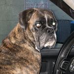 Angela Toothman - @glenbrook_kennels_ - Instagram