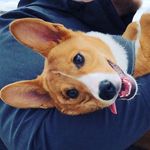 Glenn Tuttle - @glennt_the_corgi - Instagram