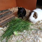 Glenn Wallis - @guineapigs_4u - Instagram
