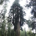 Glenn O. Whitlock-Reeve - @ingrained_arboriculture - Instagram