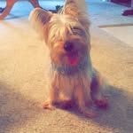 Glenna Ellis - @angel_the_silkyterrier24 - Instagram