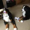 glenn_macdonald - @glenn_macdonald - TikTok