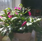 Glenna Ward - Facebook