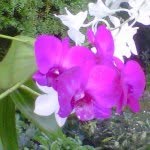 Gloria Ackerman Villazon - @gloriaackerman - Instagram
