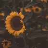 gloria aviles - @yeyaaviles - TikTok