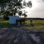 Gloria Bayer - @kavalleriefarm - Instagram
