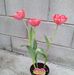 Gloria Compian - Facebook