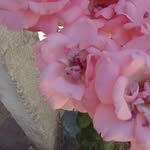 Gloria Teresa Magliano Corbo - @gloriamag40 - Instagram