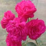 Gloria Dutton - @ikramulislam.r - Instagram