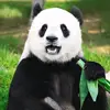 Lorisa Engelhardt - @lorisaengelhardt0 - TikTok
