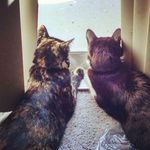 Gloria Farley - @kittycatstew - Instagram