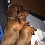 Gloria&Florence&Walter& Hank - @gloria_florence_surgeon - Instagram