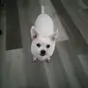 Gloria Lapointe - @gloria.lapointe - TikTok