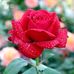 Gloria Mayes - Facebook