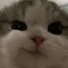 GloriaOneill - @tamargugel4 - TikTok