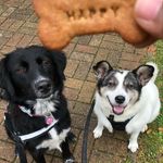 Poppy & Gloria - @poppygloriagoodestrescuegirls - Instagram
