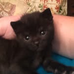 Poppy Gloria England - @poppy_gloria_kitty - Instagram