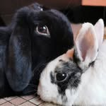 Gloria & Poupou - @gloria_poupou_bunnies - Instagram