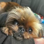 Gloria Rawlinson & Randall Sprout  Rawlinson - @gloriathegriffon - Instagram