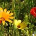 Gloria Sauer - Facebook