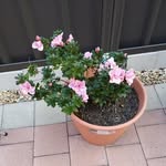 Gloria Stringer - @glowworm1947 - Instagram