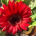 Gloria Sutherland - Facebook