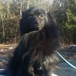 Gloria K. Smith - Teves - @mysticmoonwolf8 - Instagram