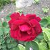 Gloria Wirth - Facebook