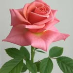 Chennuri Nissi Glory - @glorychennurinissi - Instagram