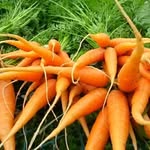 Glory Hill Family Farm - @glory.hill - Instagram