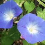 Morning Glory Hill Greenhouse - @morninggloryhillgreenhouse - Instagram